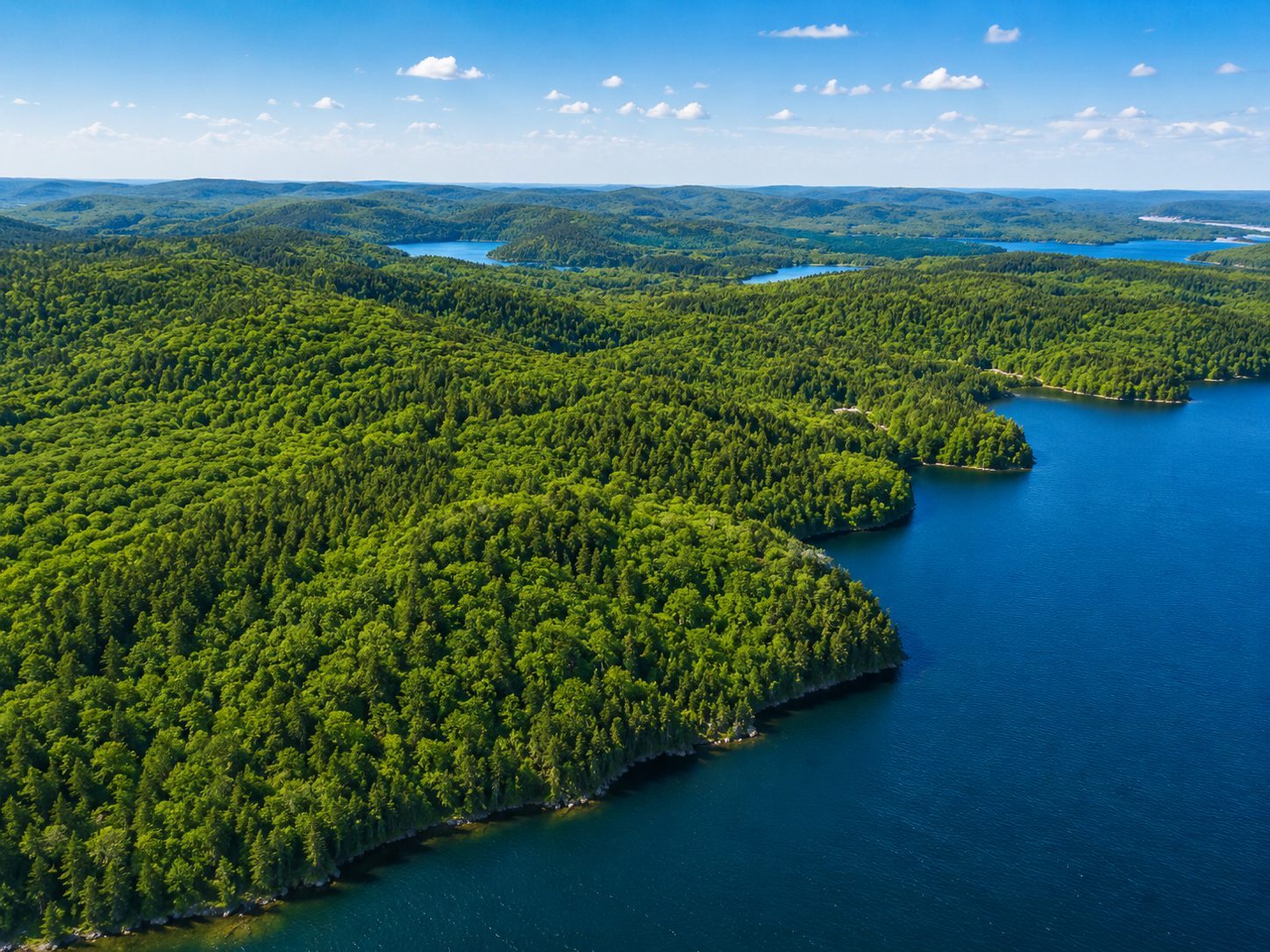 Dense forest canopy of the 389-acre estate